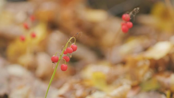 秋季背景-山谷百合或convallaria majalis的红色浆果。特写。