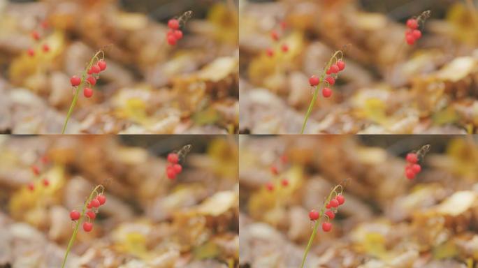 秋季背景-山谷百合或convallaria majalis的红色浆果。特写。