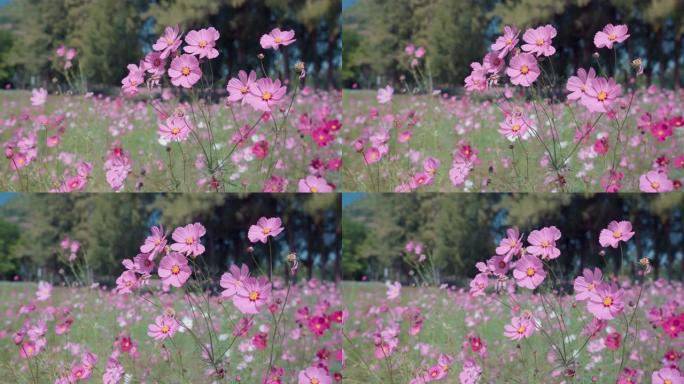 波斯菊花场风中粉红色的波斯菊花的美丽风景