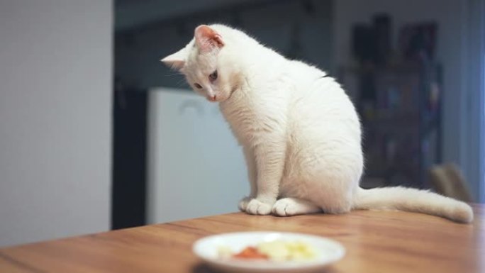 可爱的白猫等待主人打电话给她并开始进食