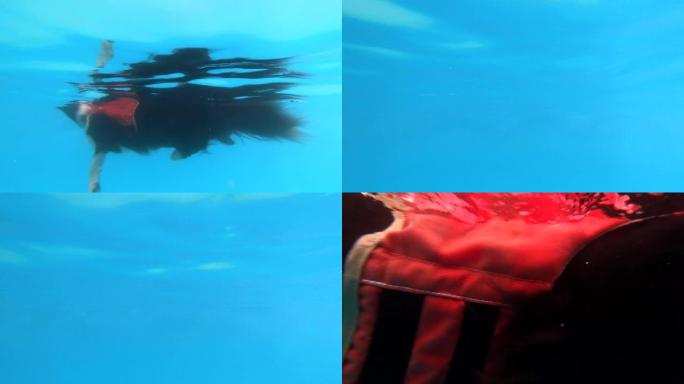 一只边境牧羊犬在水中游泳的4k水下镜头