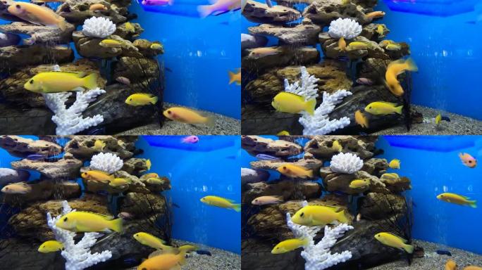 热带电黄丽鱼科鱼。马拉维水族馆鱼