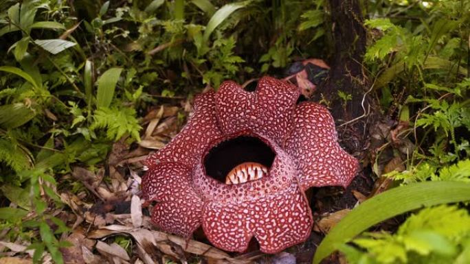 盛开的热带雨林巨花Rafflesia Arnoldii，沙巴婆罗洲