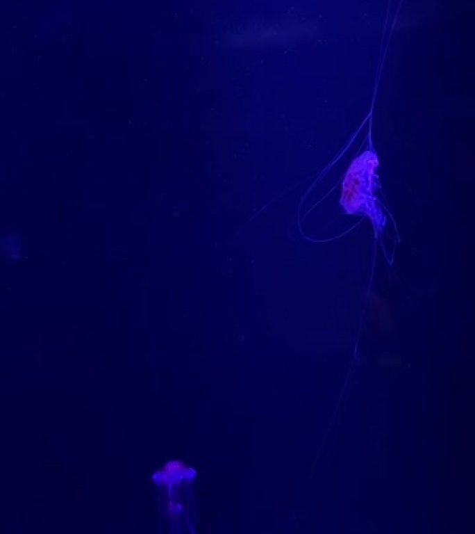 水母在荧光照明下会改变各种颜色，在黑色背景特写的大型海洋馆中游泳。