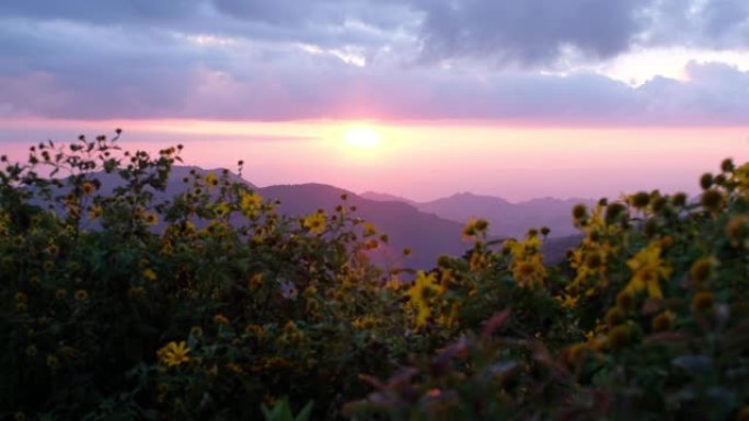 公园里的墨西哥向日葵，山景和美丽的日落天空