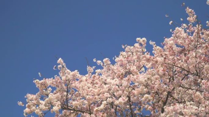 湛蓝的天空下樱花树花春季蓝天