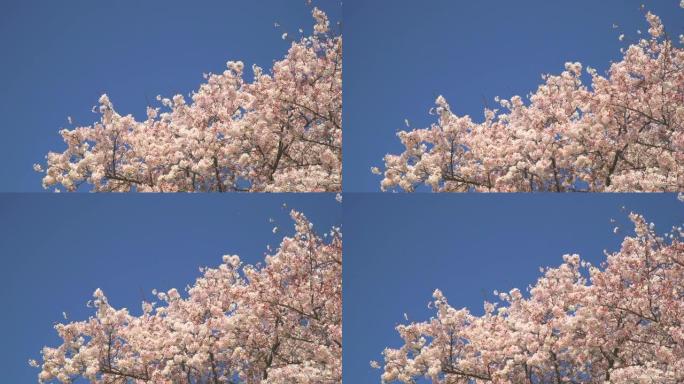 湛蓝的天空下樱花树花春季蓝天