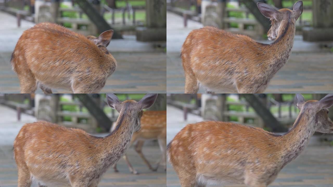 奈良公园，日本奈良市，2022年7月9日，游客和鹿在雨中穿过公园。