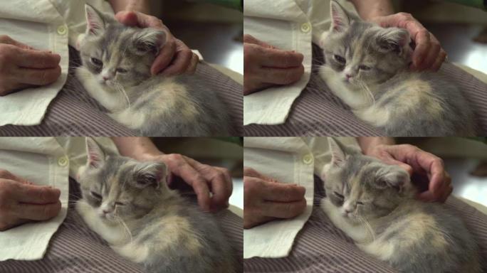 奶奶腿上的小猫。手抚摸小猫
