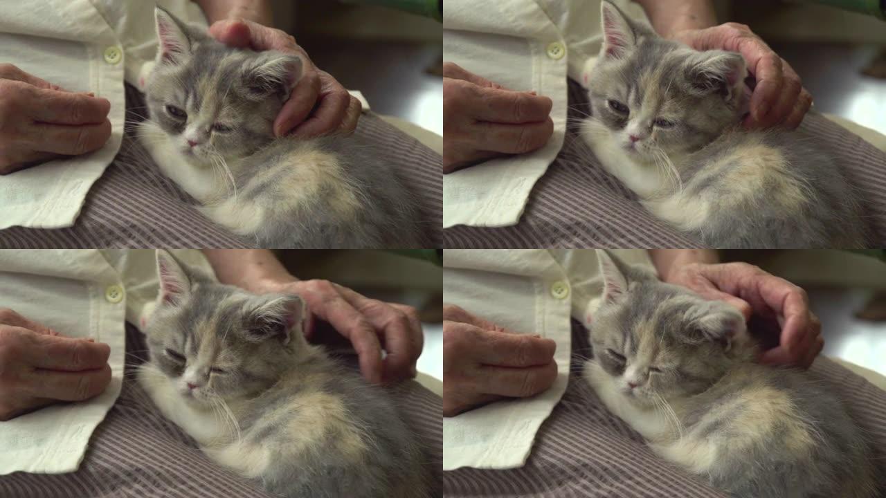 奶奶腿上的小猫。手抚摸小猫
