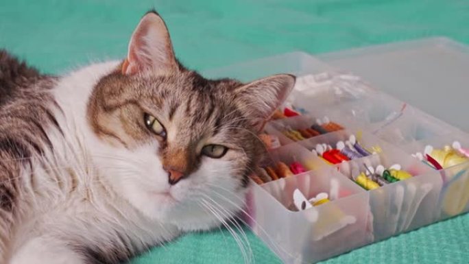 猫正在睡觉，将头靠在一个带有多色线的盒子上，用于刺绣