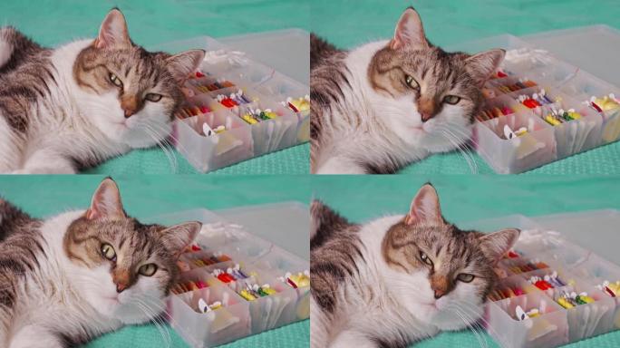 猫正在睡觉，将头靠在一个带有多色线的盒子上，用于刺绣