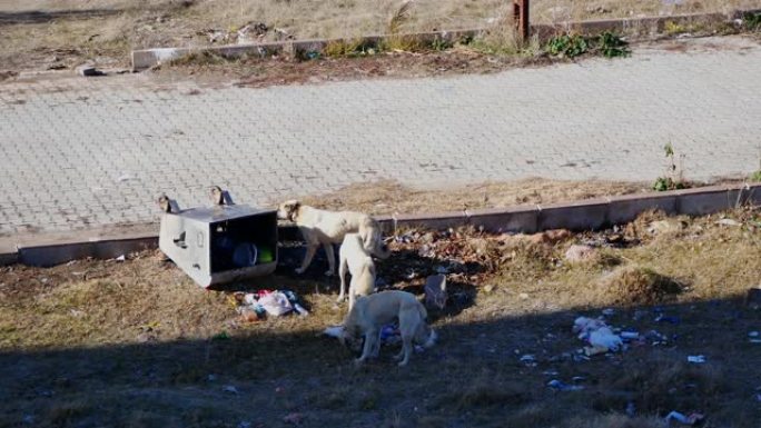 狗在寻找食物时打翻垃圾桶，