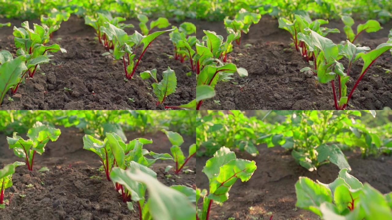 地面上生长的年轻甜菜特写。花园床上生长的块根作物的绿叶。平稳的摄像机运动