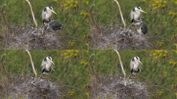 美丽的灰色苍鹭和幼鹭栖息在树上的巢中