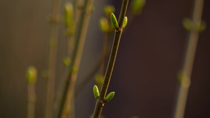 在阳光下的树枝上的绿色叶芽的特写镜头