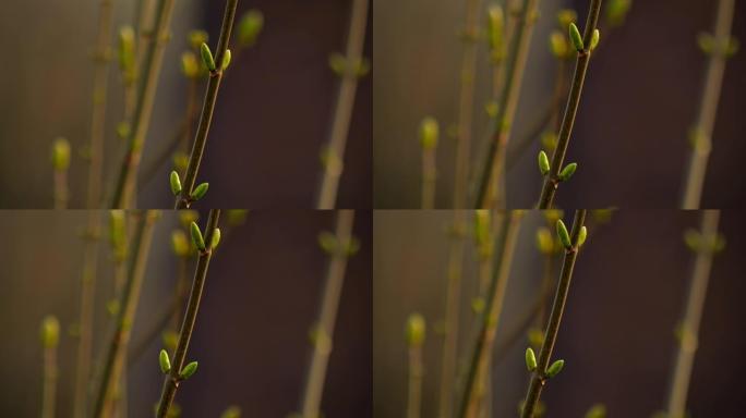 在阳光下的树枝上的绿色叶芽的特写镜头