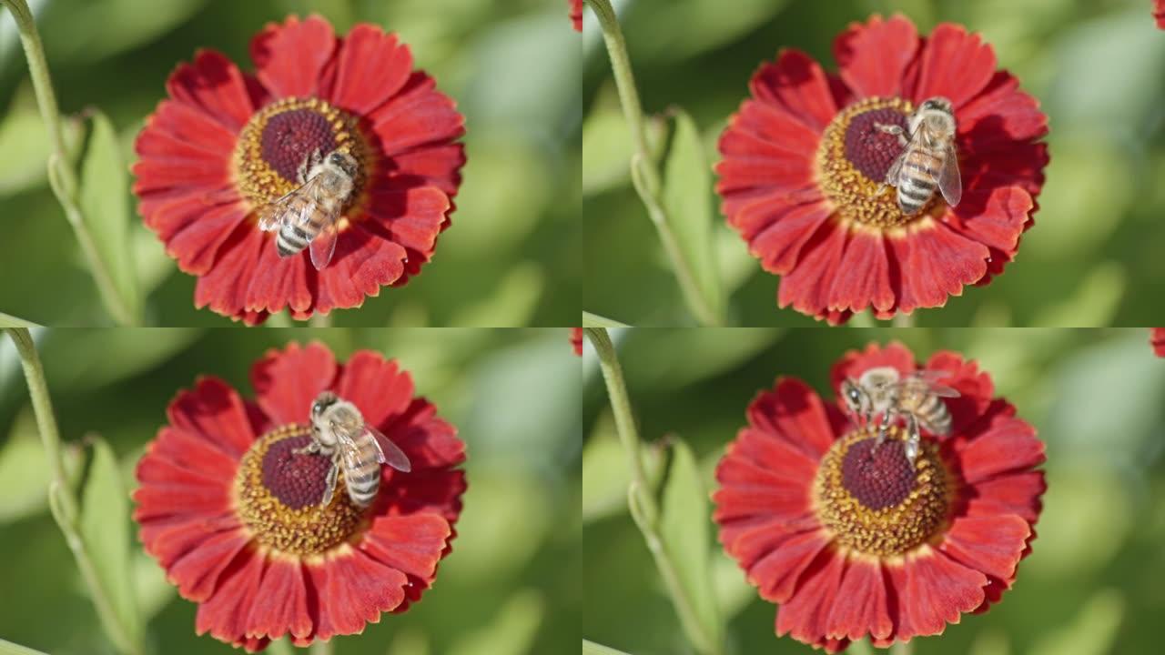 蜜蜂在田间给普通的喷嚏花授粉。bokeh