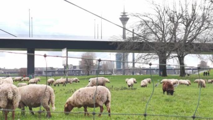 杜塞尔多夫莱茵turm前的Oberkasseler草地上的羊群吃草的视频