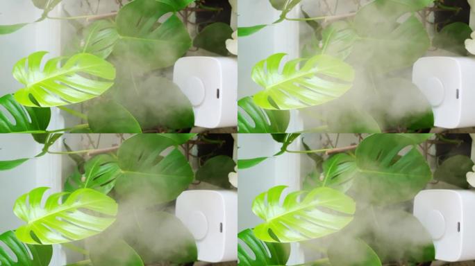 垂直视频。一种用于加湿空气的装置在室内植物附近工作。
