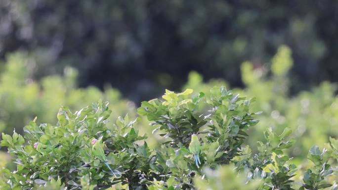 一群野生花头鹦鹉站在柚子树上
