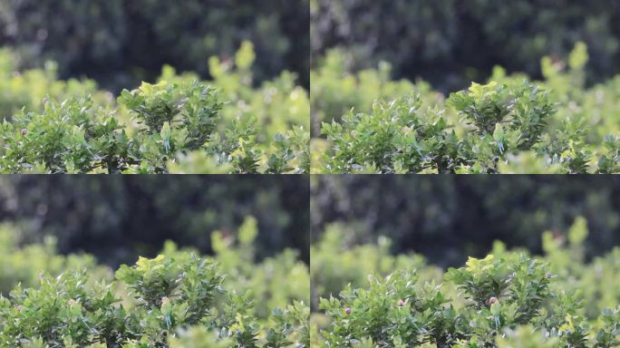一群野生花头鹦鹉站在柚子树上