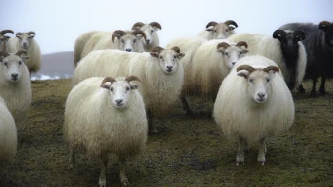 冰岛的绵羊，冬天下雪的时候成群的家畜，美丽的自然山地。8k拍摄