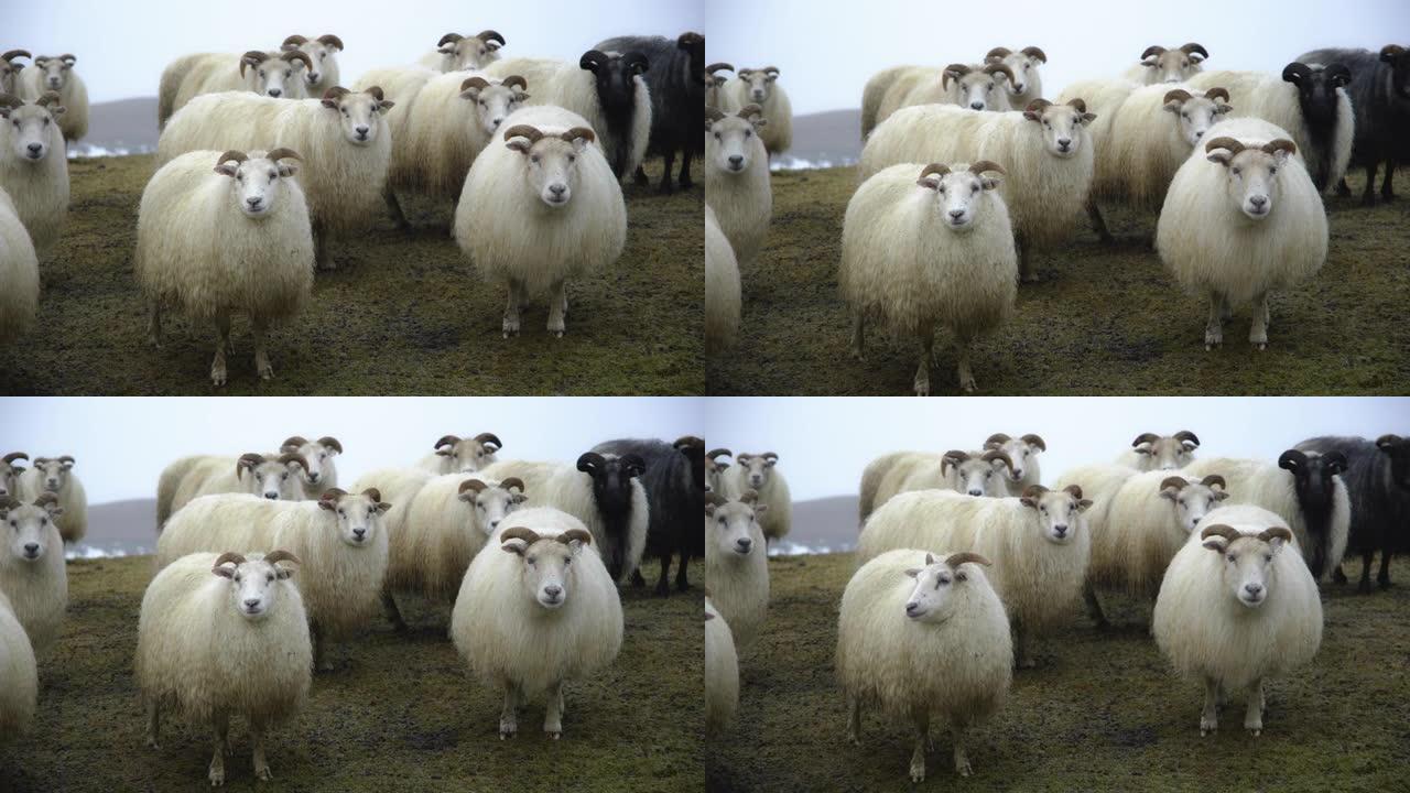 冰岛的绵羊，冬天下雪的时候成群的家畜，美丽的自然山地。8k拍摄
