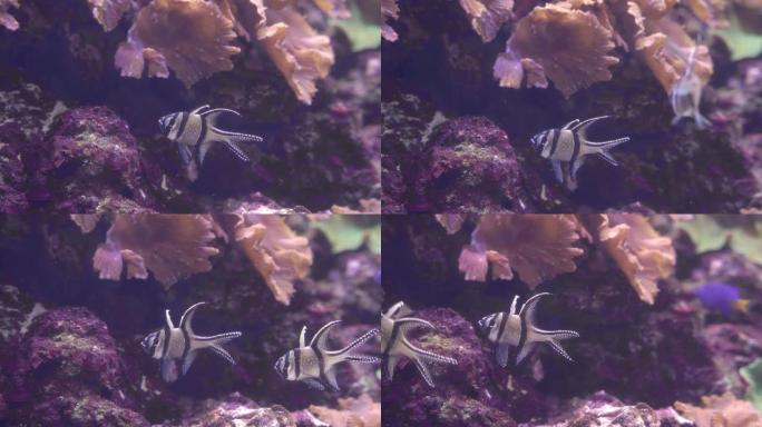 珊瑚水族馆鱼银黑色横向条纹尖鳍石底游泳