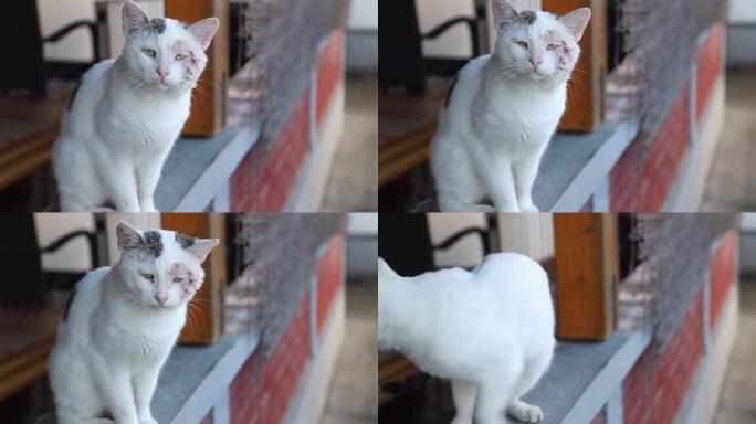 一只白猫坐在窗户上看着相机的特写镜头