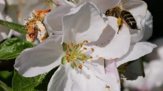 宏射蜜蜂授粉春树白花盛开。慢动作飞行蜜蜂覆盖着花粉，从白色苹果花中收集花蜜。春天的苹果花关闭。