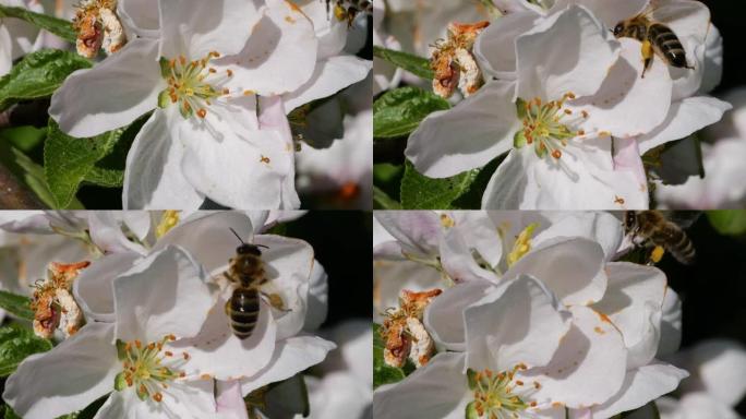 宏射蜜蜂授粉春树白花盛开。慢动作飞行蜜蜂覆盖着花粉，从白色苹果花中收集花蜜。春天的苹果花关闭。