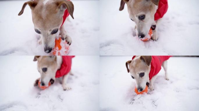 穿着红色冬衣的活跃狗用爪子啃玩具抱球。