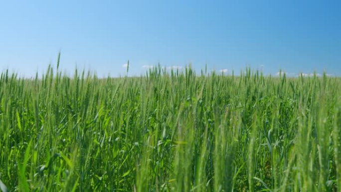 青稞在温暖的阳光下，迎着天空成熟。麦田里成熟的小麦小穗在微风中摇曳。