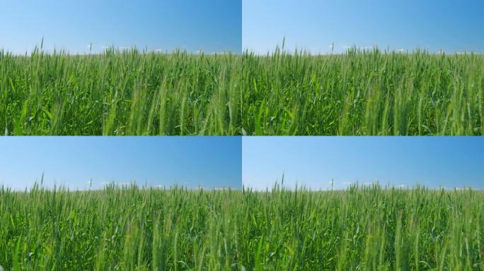 青稞在温暖的阳光下，迎着天空成熟。麦田里成熟的小麦小穗在微风中摇曳。