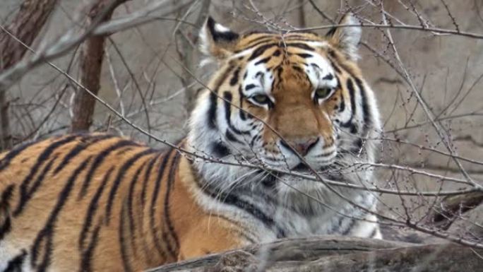 西伯利亚虎，Panthera tigris altaica
