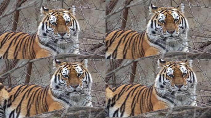 西伯利亚虎，Panthera tigris altaica