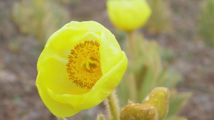 全缘叶绿绒蒿 黄芙蓉 鹿耳菜