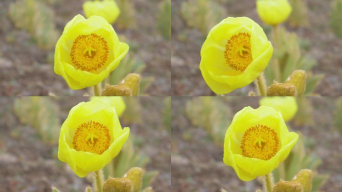 全缘叶绿绒蒿 黄芙蓉 鹿耳菜