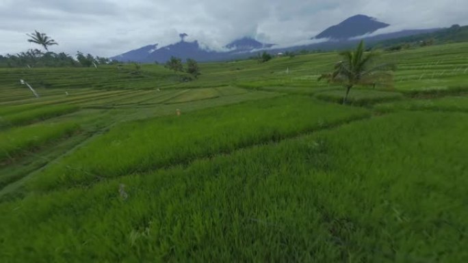 亚洲稻田绿色收获行热带景观山背景火山