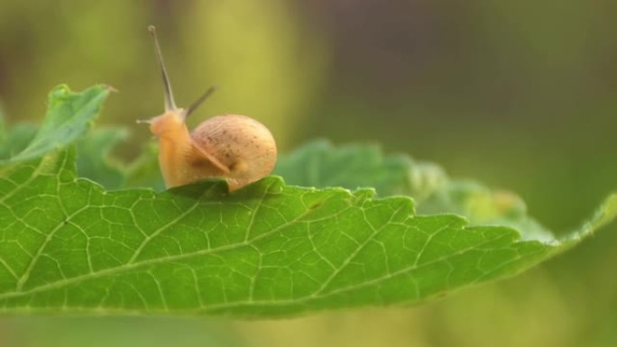 在明亮的夏日，一只可爱的小花园蜗牛在充满活力的绿叶上咀嚼的特写镜头