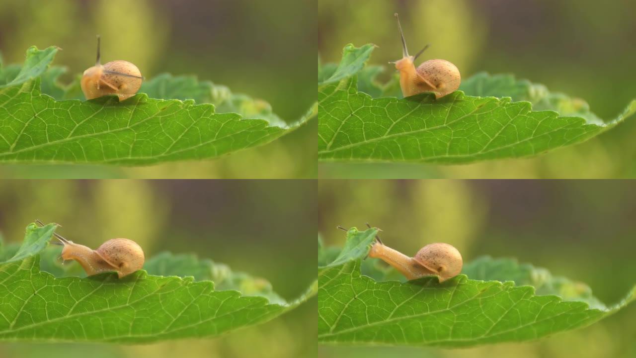 在明亮的夏日，一只可爱的小花园蜗牛在充满活力的绿叶上咀嚼的特写镜头