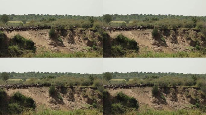 一群紧张的牛羚准备在肯尼亚马赛马拉过河。