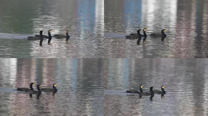 两只黑天鹅在湖中游泳