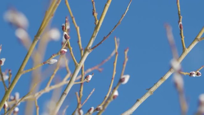 蓬松的猫柳芽开花。背景是蓝天。