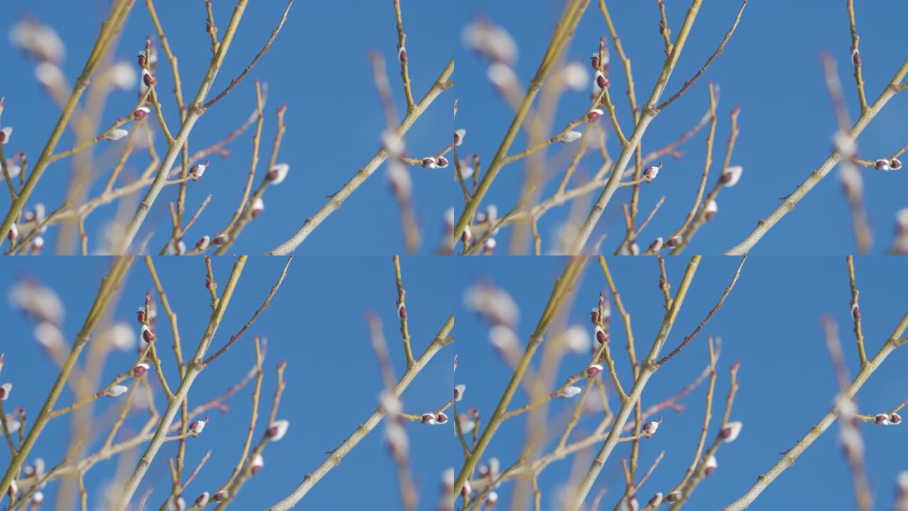 蓬松的猫柳芽开花。背景是蓝天。