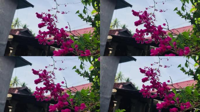 背景春花树与粉红色美丽的花朵。全高清视频