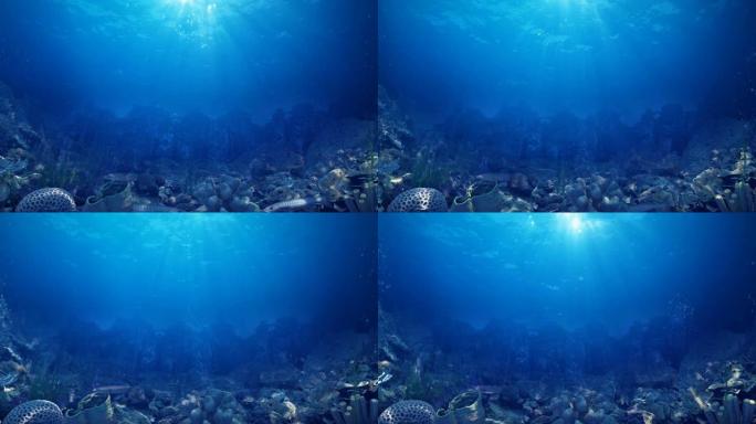 从海底看水下热带鱼群海洋大海野生动物