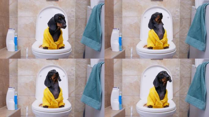 孩子有趣的小狗穿着衣服沉迷于坐厕所时会做鬼脸