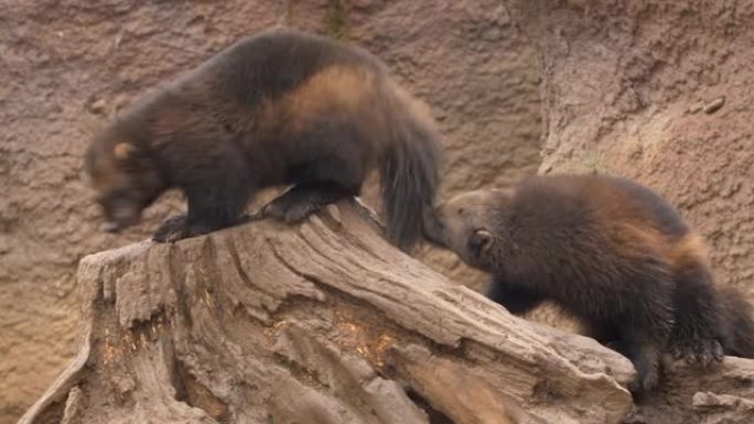 两个金刚狼在动物保护区互相玩耍的特写镜头
